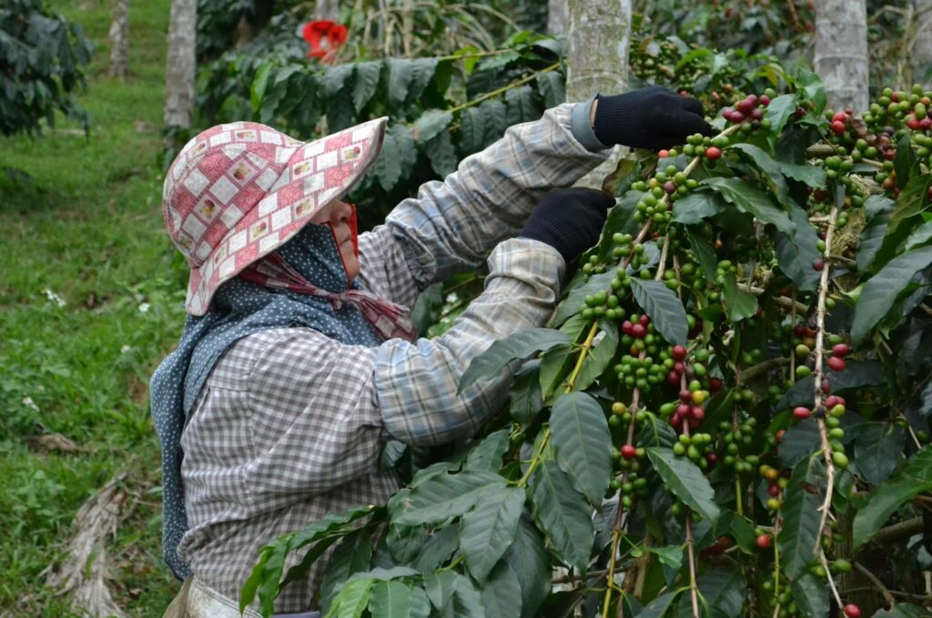 Farmer harvesting coffee cherries in a plantation